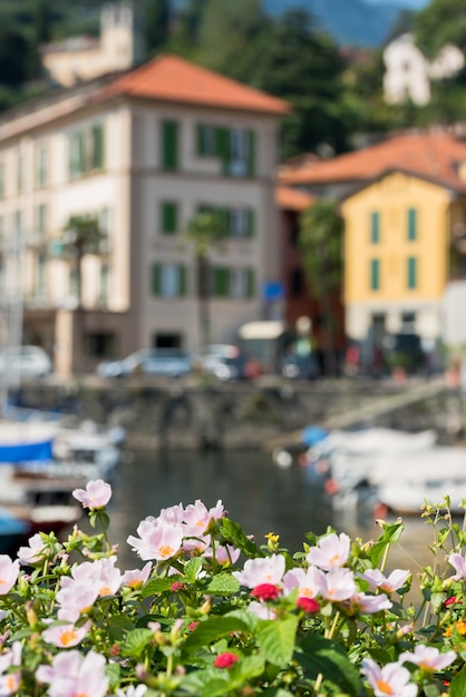 Flores junto al lago de Como, en Italia