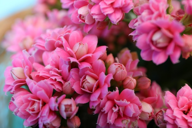 Flores de Kalanchoe de cerca y enfoque selectivo