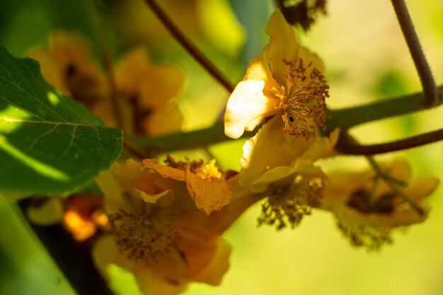 Flores de kiwi en un árbol cerca de macro