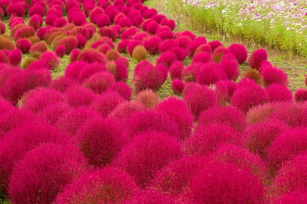 Flores Kochia em vermelho