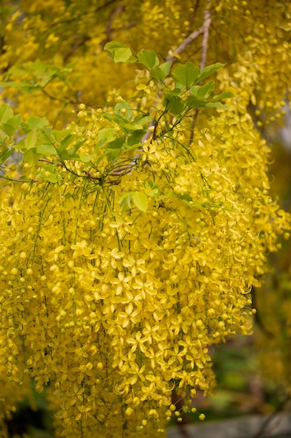 Flores koon desabrochando na árvore de perto