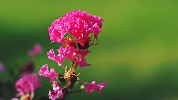 Flores de Lagerstroemia