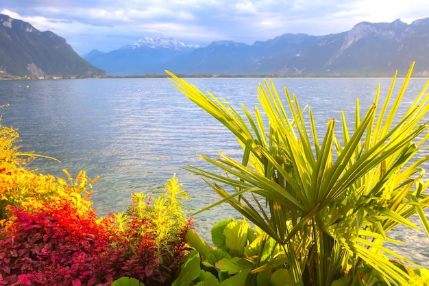 Foto flores y el lago de ginebra suiza