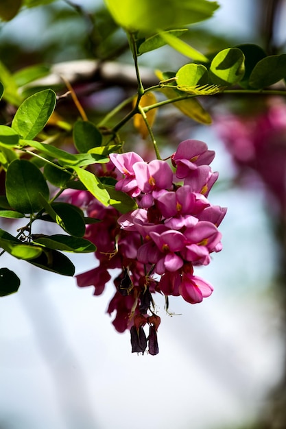 Flores de langosta rosa en el jardín