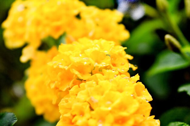 Flores de lantana amarillas