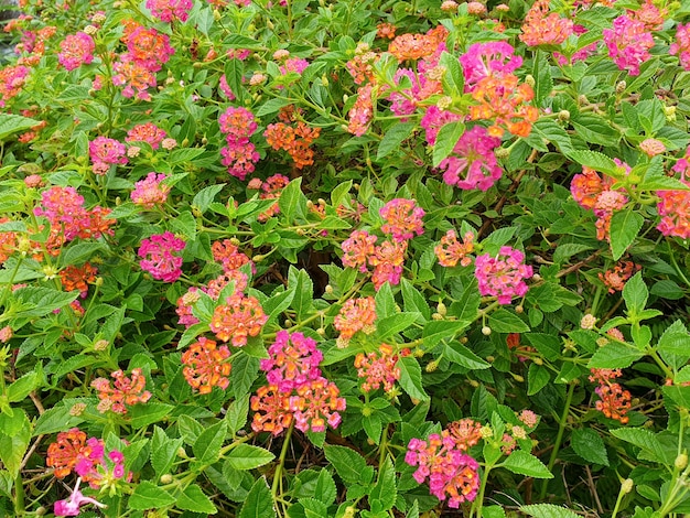 Flores de Lantana camara en el jardín