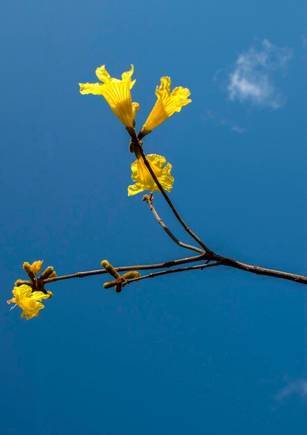 flores de un lapacho amarillo