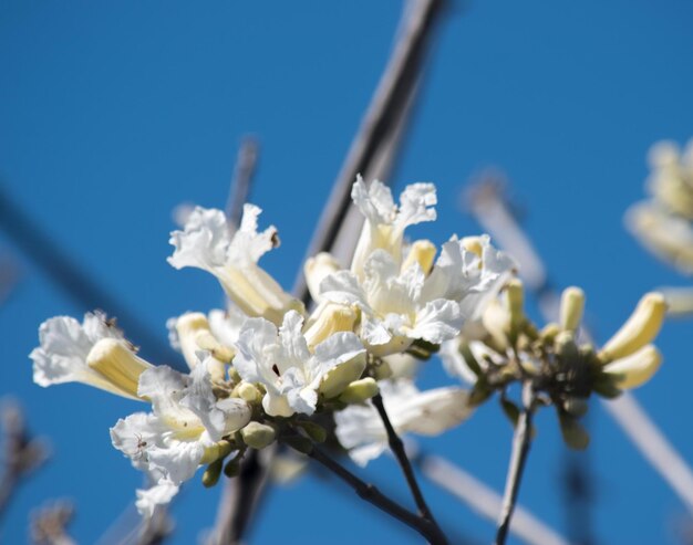 Flores de un lapacho blanco