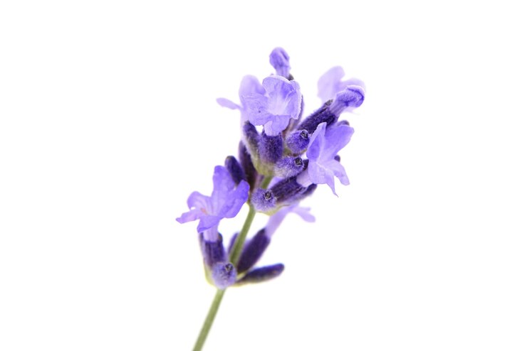 Flores de lavanda aisladas sobre fondo blanco macro de hierba de lavanda fresca