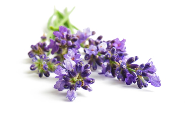 Flores de lavanda aisladas sobre fondo blanco.