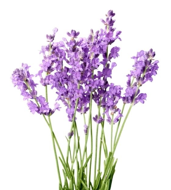 Flores de lavanda aisladas sobre fondo blanco