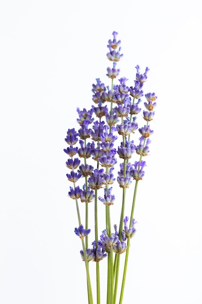 Flores de lavanda aisladas sobre fondo blanco.