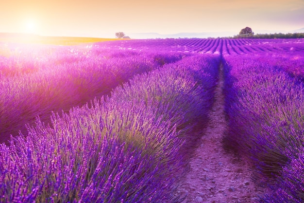 Flores de lavanda al atardecer en Provenza, Francia. Enfoque selectivo. Hermoso paisaje de verano