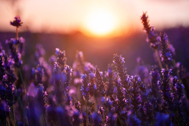 Flores de lavanda al atardecer en Provenza, Francia. Imagen macro, profundidad de campo baja