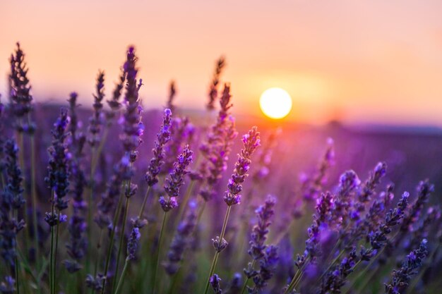 Flores de lavanda al atardecer en Provenza, Francia. Imagen macro, profundidad de campo baja