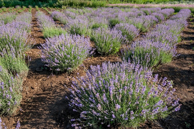 Flores de lavanda en arbustos en flor en un día soleado de verano Granja de lavanda