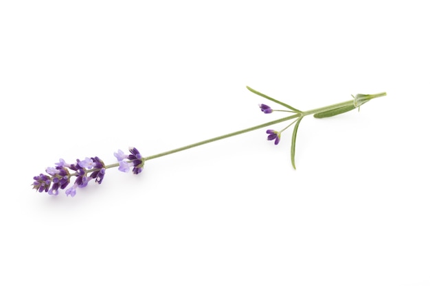 Flores de lavanda en blanco