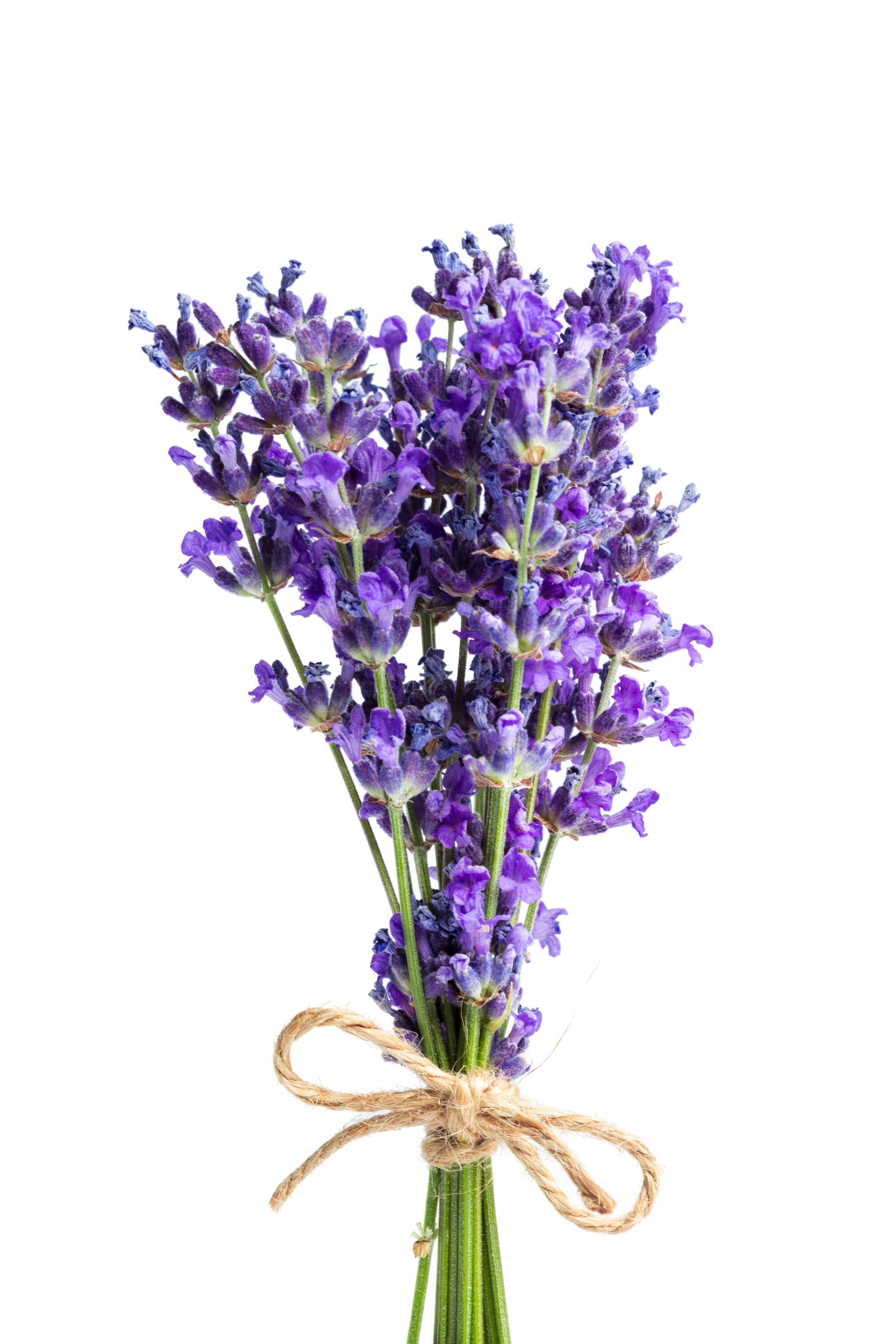 Flores de lavanda en blanco | Foto Premium