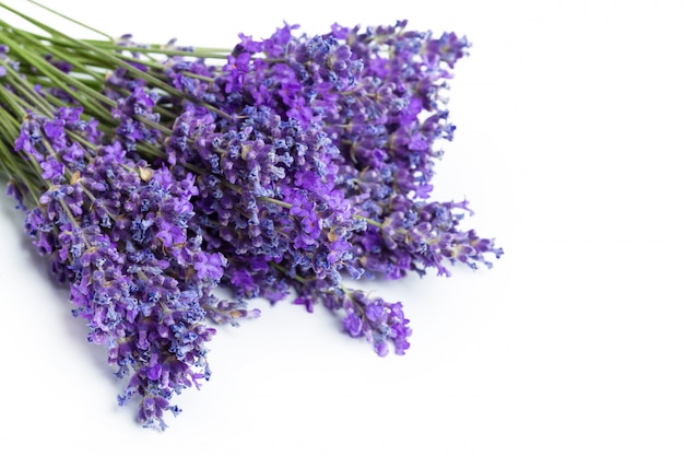 Foto flores de lavanda en blanco