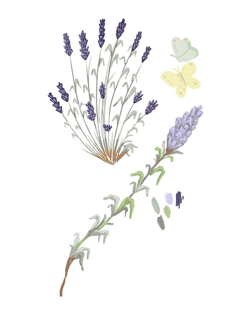 Las flores de lavanda los campos las plantas las hierbas perfumadas la naturaleza las mariposas los insectos la flor púrpura la botánica del verano