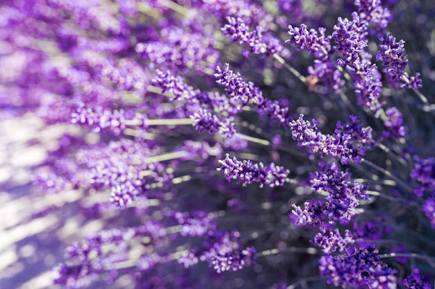 Flores de lavanda cerca de fondo bokeh