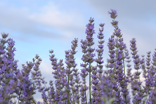 Flores de lavanda con un cielo nublado