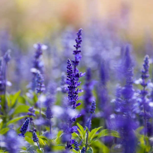 Flores de lavanda closeup enfoque selectivo