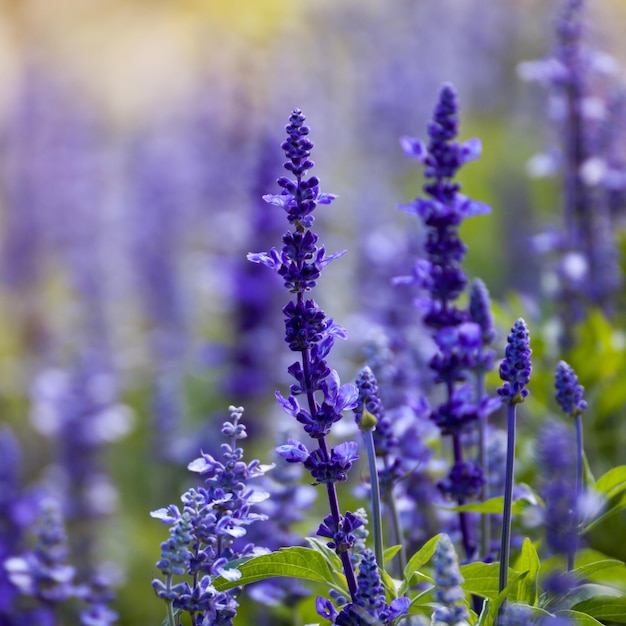 Flores de lavanda closeup enfoque selectivo