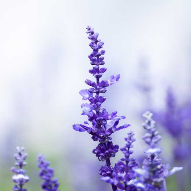 Flores de lavanda closeup enfoque selectivo