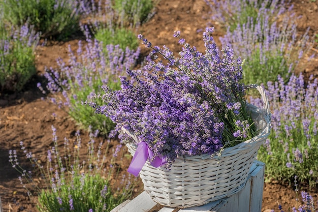 Flores de lavanda cosechadas en una canasta en una plantación de lavanda