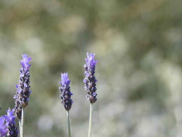 flores de lavanda en detalle