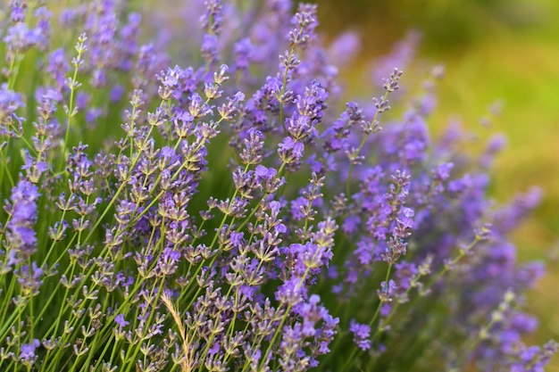 Flores de lavanda enfoque suave