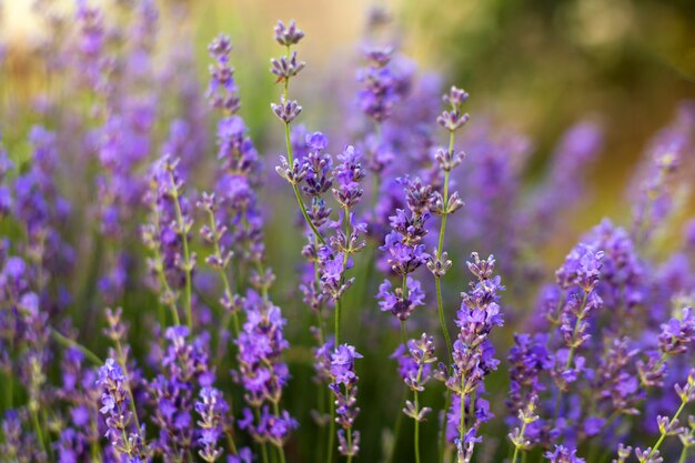 Flores de lavanda enfoque suave