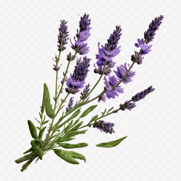 las flores de lavanda están dispuestas en un jarrón sobre un fondo blanco ai generativo