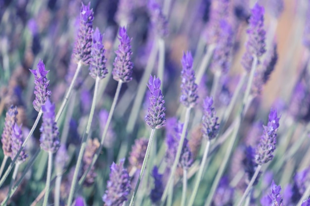 Flores de lavanda en flor Fondo floral natural con capullos de lavanda lila