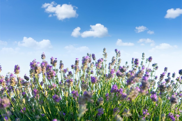 Flores de lavanda en flor sobre fondo de cielo azul