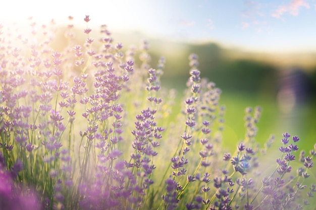 Flores de lavanda en flor sobre fondo soleado natural