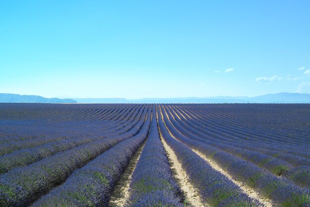 Foto las flores de lavanda florecen en campos de filas interminables valensole provenza francia europa