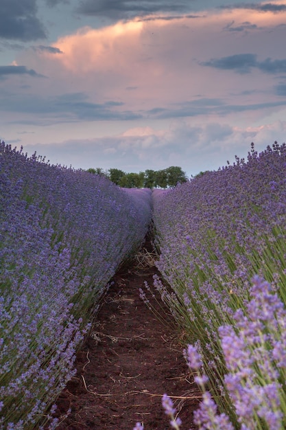 Flores de lavanda florecientes en un campo de Provenza bajo la luz del atardecer en Francia