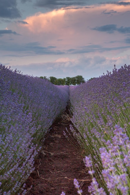 Foto flores de lavanda florecientes en un campo de provenza bajo la luz del atardecer en francia