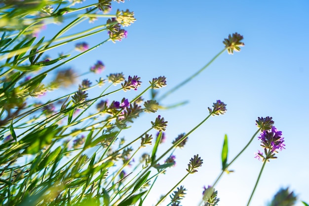 Flores de lavanda florecientes desde la vista inferior sobre el cielo azul