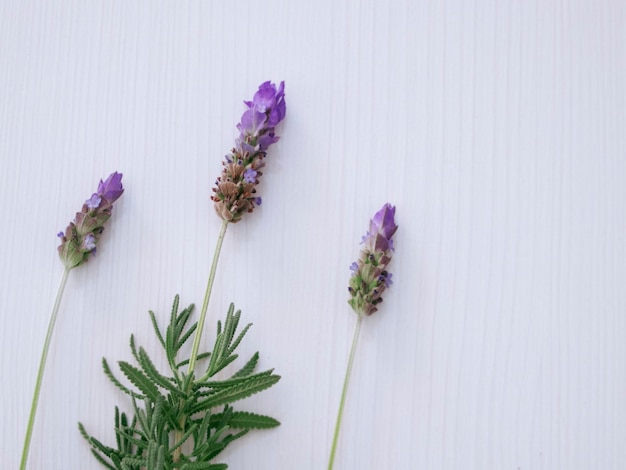 Fotos de Flor Lavanda, + Fotos de stock gratuitas de gran calidad