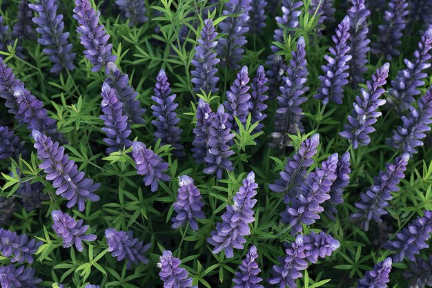 Flores de lavanda en el fondo de la naturaleza del primer plano del jardín