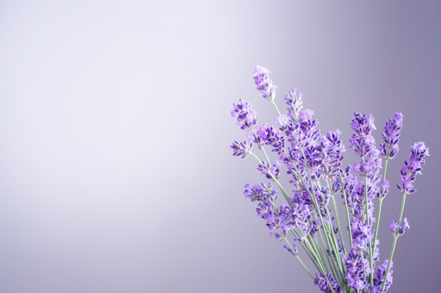 Flores de lavanda en el fondo de la pared púrpura