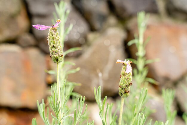 Flores de lavanda francesa o Lavandula stoechas crecen en el campo