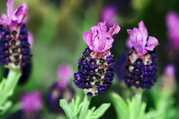 Flores de lavanda francesa