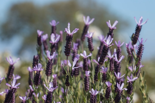 Flores de lavanda francesa