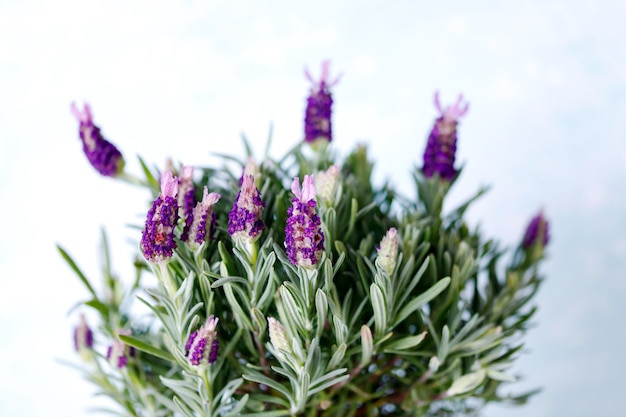 Flores de lavanda frescas sobre fondo blanco.