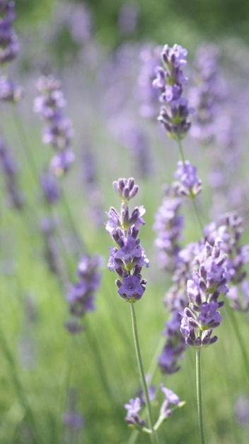 Flores de lavanda en Japón. Flores de lavanda en flor que tienen un color púrpura y una buena fragancia para relajarse en la temporada de verano. Lavanda floreciente en el lado norte de Furano de Hokkaido, Japón.