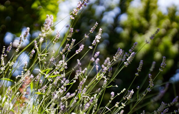 Flores de lavanda en el jardín. Enfoque selectivo.